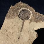 Metasequoia occidentalis CHANEY 1951 - Bild © FossNet FossilienStore
